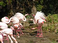 Flamands roses, Phoenicopterus roseus (ord Phoenicopteriformes) (fam Phoenicopterides) (Photo F. Mrugala) (08)